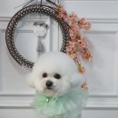 애견미용 나나엄마 이미지