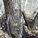 내린천약초 이미지