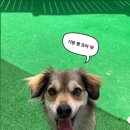 펫밀리즈 이미지