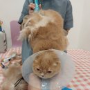 호호냥(Hohonyang) | 🐾 [일산고양이무마취미용] 도도와 함께한 무마취 교감 미용 후기🐾