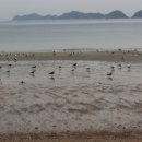 선유도리조트 네이버블로그