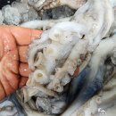 배말