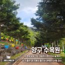 꽃보다 소 양구점 | 양구 가볼만한곳 양구수목원 튤립 산책 후기 (현재 휴관중)