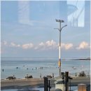 바다를 품은 돼지 이미지