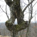 천반산길 이미지