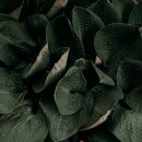 스마트팜의 미래 이미지