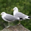 갈매기꿈 이미지