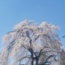 홀덤, 어려운 길...(부제; 홍릉의 벚꽃) 이미지