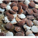 진미펜션 이미지