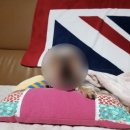 펫코디디자인연구소