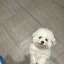 잘다녀오시개 이미지