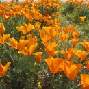 4월 9일 2016년 Antelope Valley Poppy Trail (금주 꽃구경 비가 많이 와서 취소합니다) 이미지