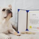 마이펫아카데미 이미지