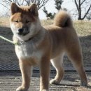 코우
