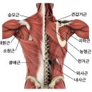 근육돼짐 이미지