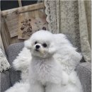 냥만스럽개 이미지