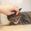 홍이삼이네 이미지