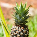 파인애플 이미지