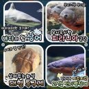 개in공방 | 아쿠아리움, 파충류 만나다 in 크리스마스 페스티벌 + 플래툰 컨벤션 정보와 후기