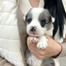 오독안심분양센터 강아지분양 고양이분양 하남점 | 강아지분양 후 적응 과정에서 중요한 부분