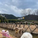 등교하개 이미지