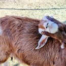 삼남매 염소농장 이미지