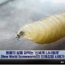 용화축산 | 신세계 나사벌레(Cochliomyia hominivorax): 대한민국에 대한 위협 종합 분석 및 국가 생물안보 전략