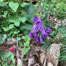 강한나님표 청강초롱 이미지