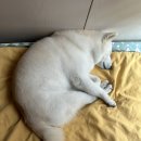 토리멍 이미지