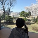 까페의영주 | 영주 둑방 카페 신상 오픈 후기｜벚꽃뷰 감성카페 ‘둑방’ 솔직 방문기