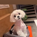 끌리개 | 대구애견미용 대구중구애견미용 남산동애견미용 대구말티즈미용