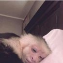 탐라은갈치 이미지