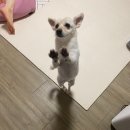 복개천산오징어 이미지