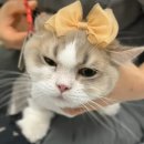 스완코코 이미지