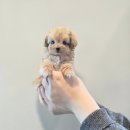 이탈리안그레이하운드 가족 찾습니다 사후관리 만족120프로 이미지