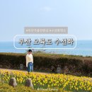 해맞이공원 입구 | 부산 오륙도 수선화 스카이워크 주차장 해맞이공원 실시간 개화율