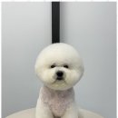 오쿠숑 이미지