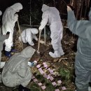 사체농장 이미지