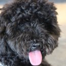 제로미카페 이미지