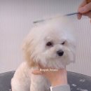 몽톡 이미지