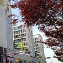 신갈마로-4 이미지