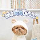 댕댕사우나 네이버블로그