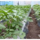 용기네 농장 이미지