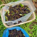 ♡아로니아 수확. 이미지