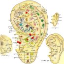 이침(耳鍼) 침 놓는 공식.. 이미지