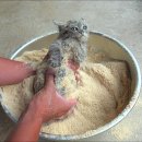 목욕하는 고양이 이미지