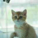 도로시펫강아지고양이