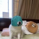 와글비글베이글 | [6월 일상 4] 신도림 매운집/삼덕통닭/목동 와글비글베이글/로컬커피스탠드/대합수제비
