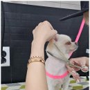 우리댕 | 수성구강아지미용 [하트애견] 너무 귀엽게 변신한 우리댕이 미용! 만족도 100% 방문기