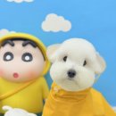 그루머 댄 이미지